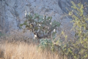 Y524509