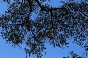 T968270