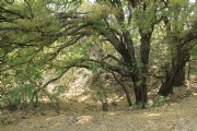 Y969915