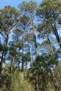 C1008181