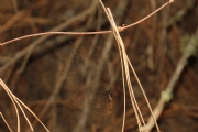 L1007952