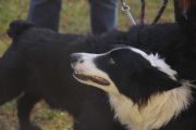 A1338875