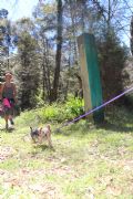Corre con tu mascota