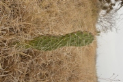 G1646587