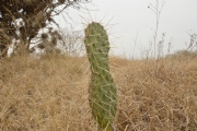 G1646595