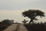 G1646652