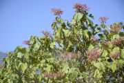 R1668629