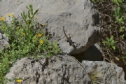 P1751888