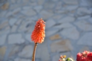 U1752086