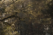 A2233860