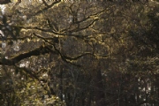 A2233862