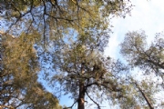 A2233889
