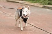 V2418991