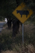 Q2524351