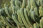 R2524421