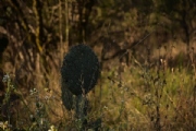 M2532538