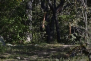 R2731267