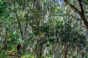 C2996817