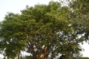 A3008409