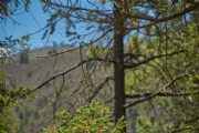 W3366385