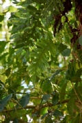 N3533536