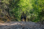 H3618155