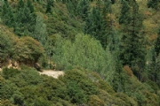 C3621829