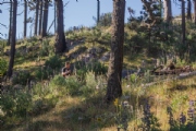 B3625442