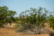 O3727254