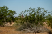 O3727274