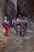 S3806631