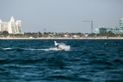 W3992538