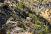 G4103837