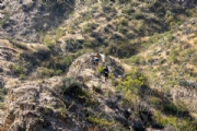 I4103829