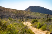 C4133537