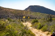 C4133539