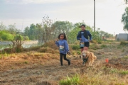 DOG SERIES