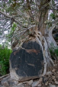 H4145336